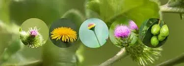 Cleasing speacial work